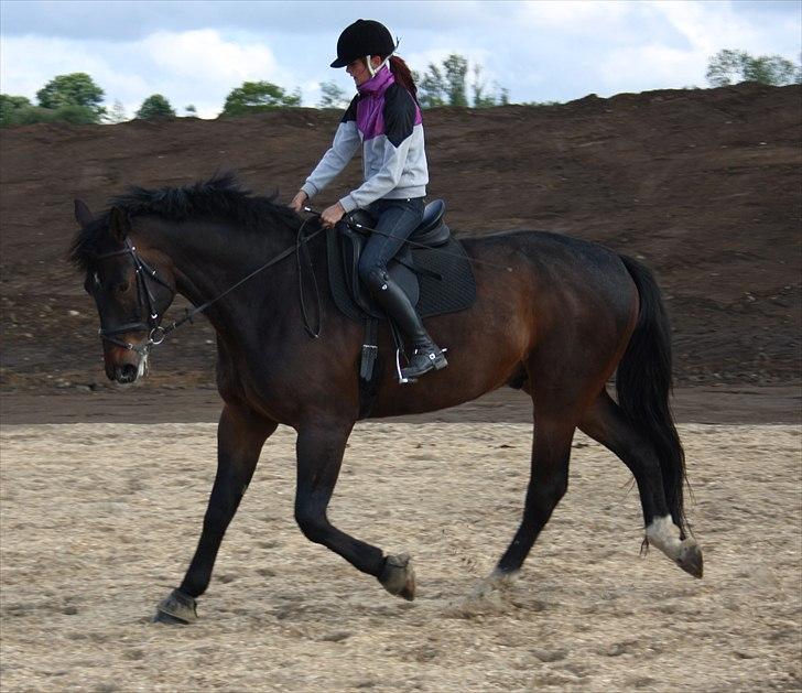 Oldenborg Amarone (KÆMPEN) - Dressur træning d. 14-5-11 billede 2