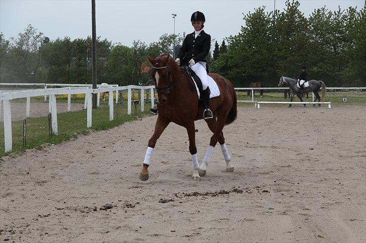 Tysk Varmblod Rissa Veil - ØLR d. 14-05-11. 1. uplaceret i LC2 med 67% og vinder af LB1 med 66% billede 16