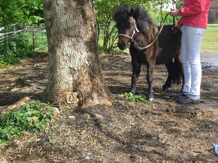 Shetlænder Cosmo<3 billede 8