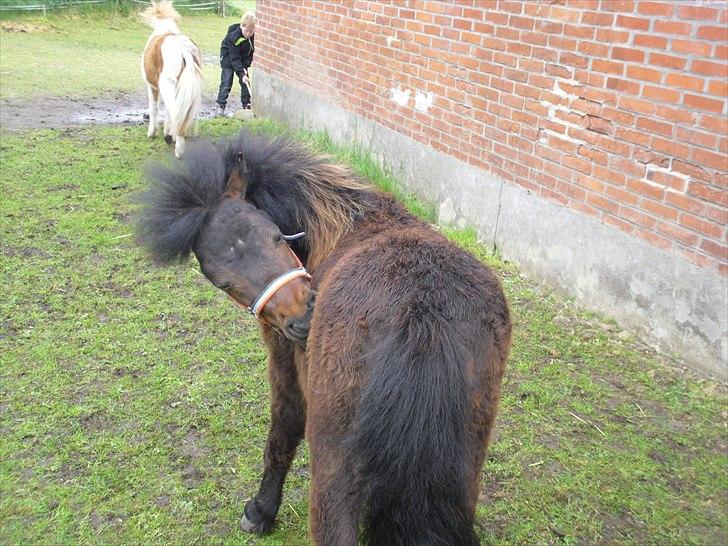 Shetlænder Cosmo<3 billede 9