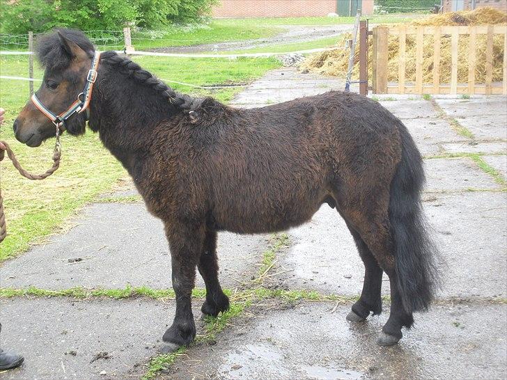 Shetlænder Cosmo<3 billede 10