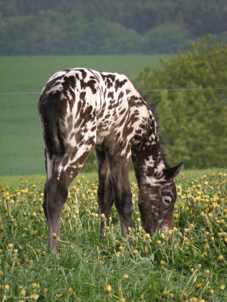 Knabstrupper Friis' Perle billede 3