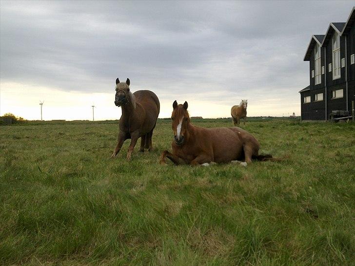 Anden særlig race Fryd *STJERNEPONYEN* - Fryd og Beauty på marken :D 
-Skøre ponyer!xDD<3 billede 9