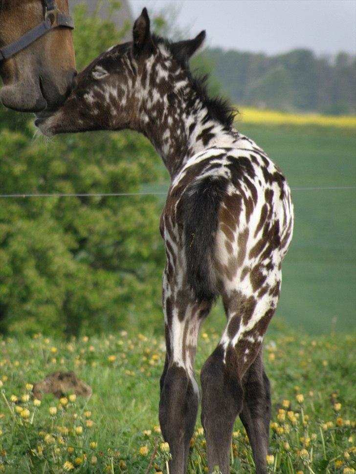 Knabstrupper Friis' Perle billede 5