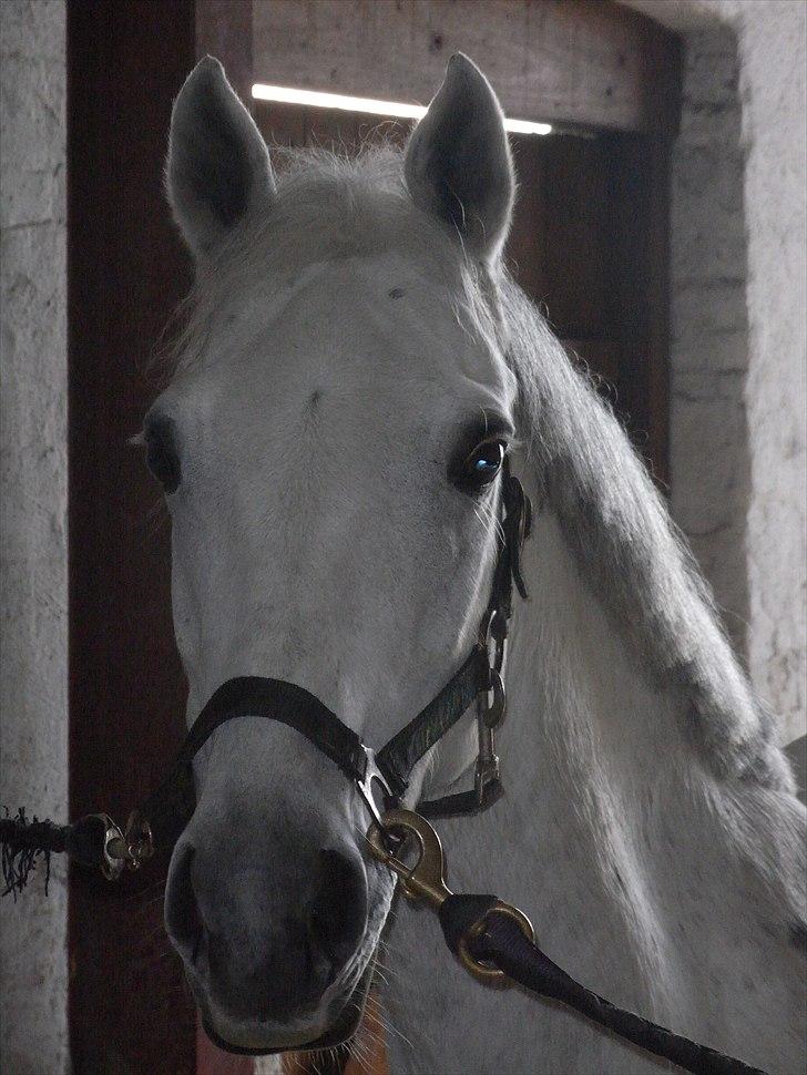 Tysk Sportspony Freja *SOLGT* :'( - Er jeg ikk sød?:D billede 4