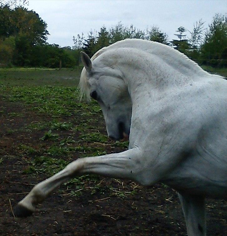 Welsh Pony (sec B) Lintelo Gratitude  (SOLGT) billede 3