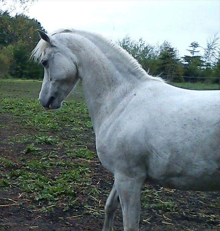 Welsh Pony (sec B) Lintelo Gratitude  (SOLGT) billede 4