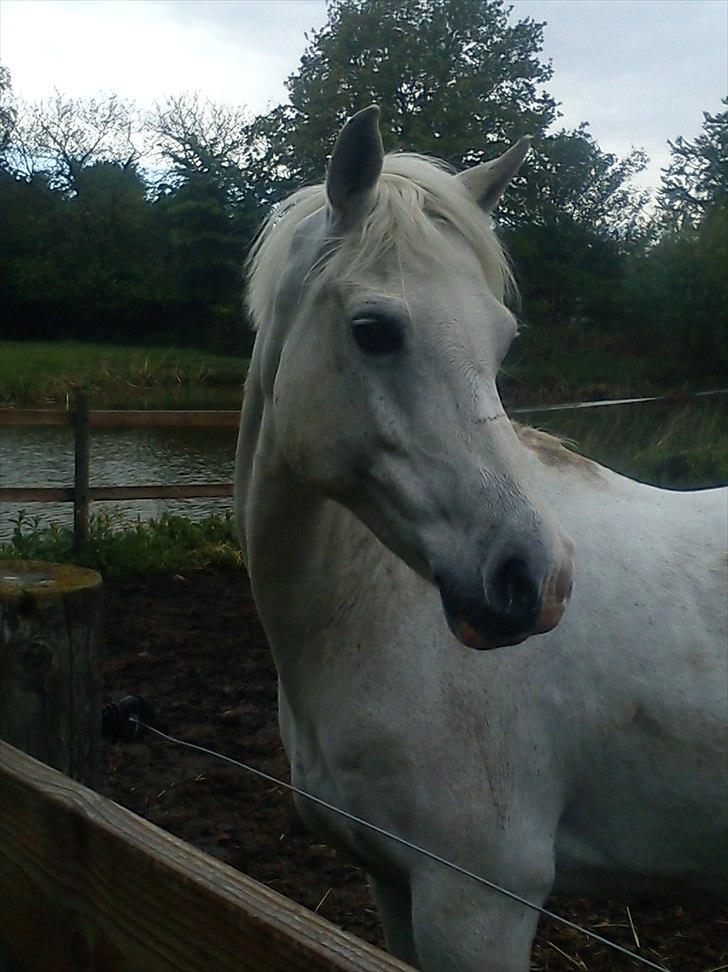 Welsh Pony (sec B) Lintelo Gratitude  (SOLGT) billede 5