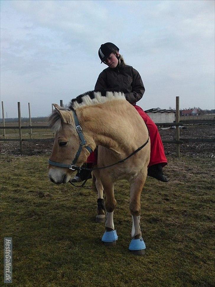 Fjordhest Rune Åby  - 
billede; 15 billede 15