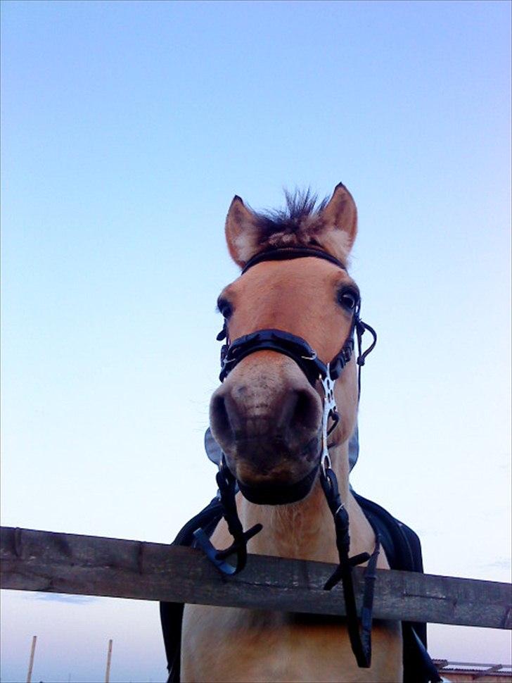 Fjordhest Rune Åby  -  billede: 14 billede 14