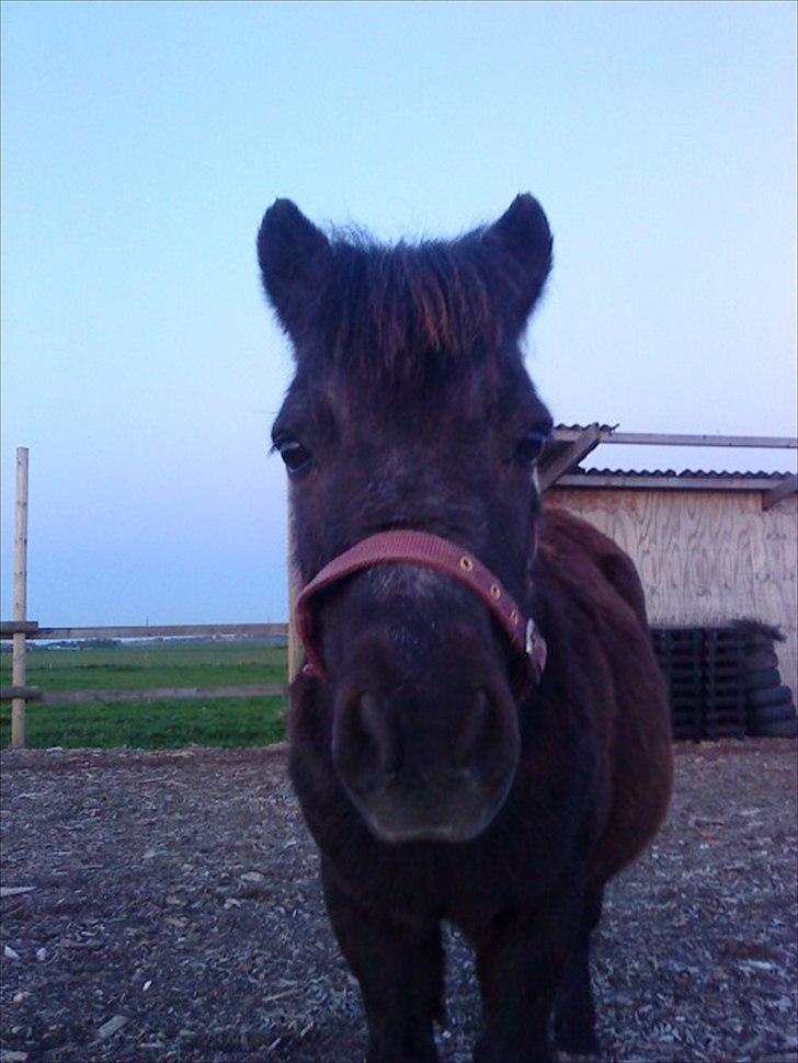 Shetlænder Claus † RIP † 10/9-11:( - Min Baby!:D billede 8