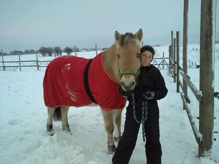 Fjordhest Rune Åby  - (-: billede; 16 billede 16