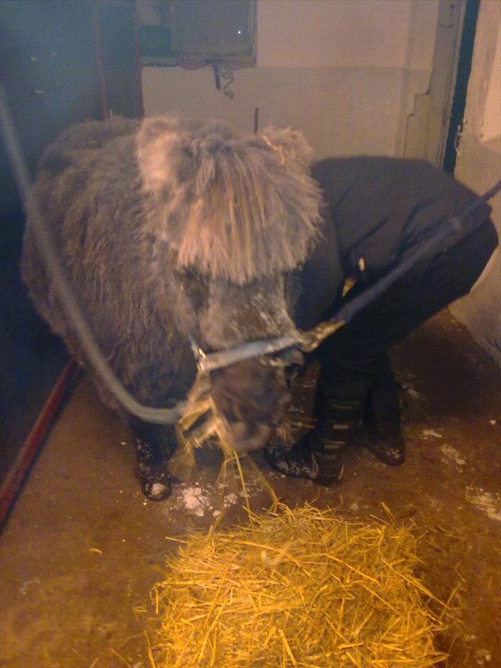 Shetlænder Claus † RIP † 10/9-11:( - Nårr :-0 billede 11