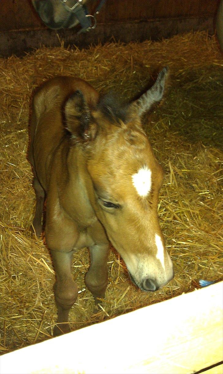 Anden særlig race Linde's Tzunami - 12.5.2011 - 2 timer gammel billede 1