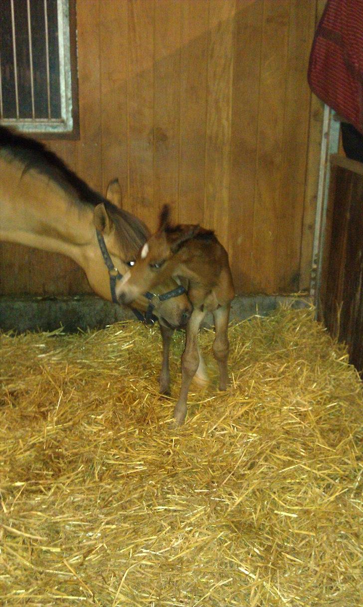 Anden særlig race Linde's Tzunami - 12.5.2011 - 2 timer gammel billede 2