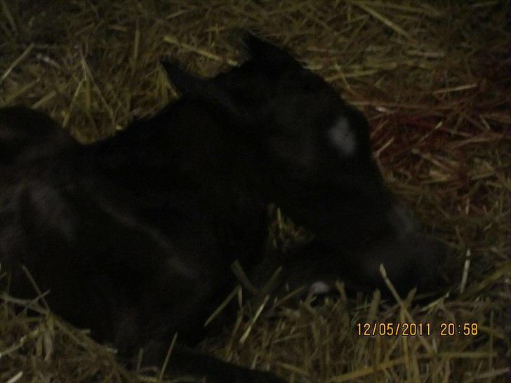 Anden særlig race Linde's Tzunami - 12.5.2011 - helt ny billede 3