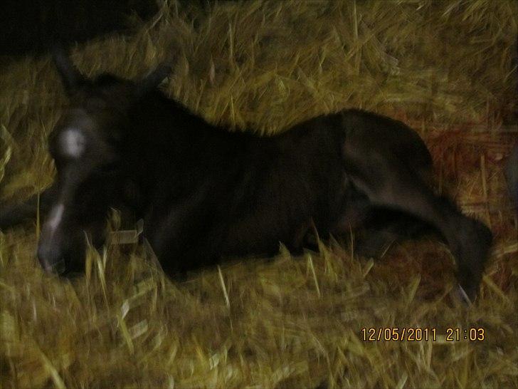 Anden særlig race Linde's Tzunami - 12.5.2011 - helt ny billede 4