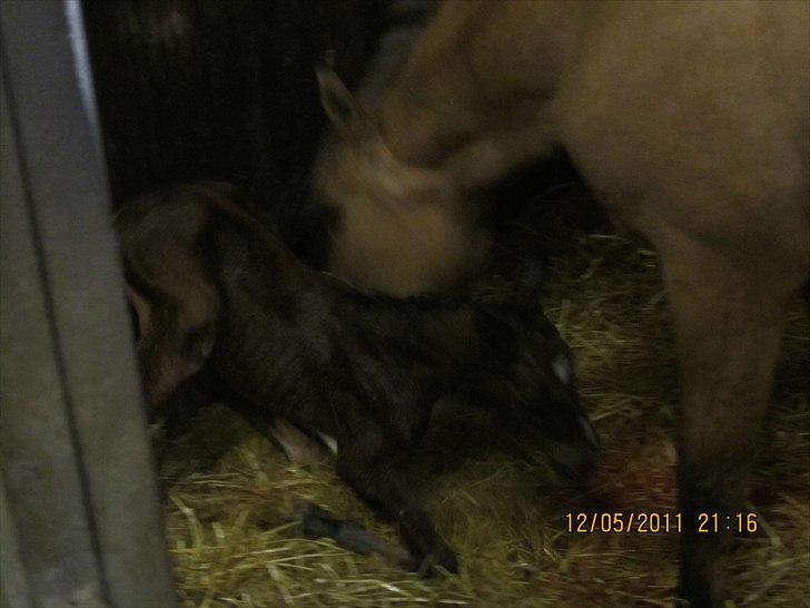 Anden særlig race Linde's Tzunami - 12.5.2011 - helt ny, skal lige op at stå. billede 5