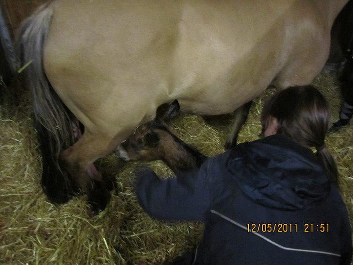 Anden særlig race Linde's Tzunami - 12.5.2011 - Hvad er det du siger der gemmer sig derinde? billede 6