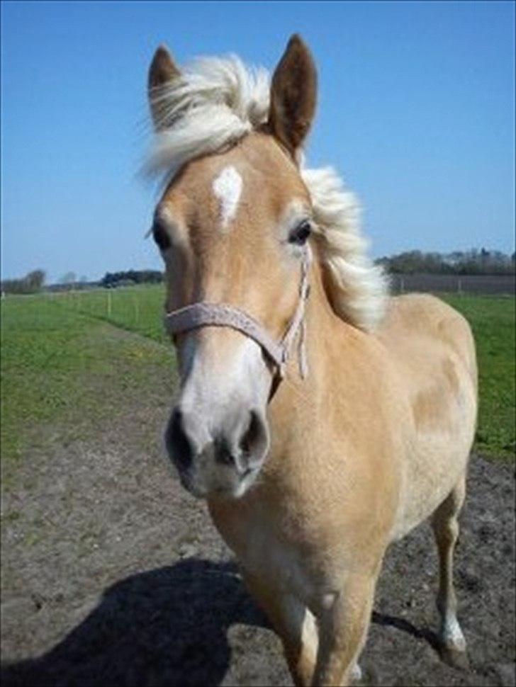 Haflinger Wild Wizard billede 1