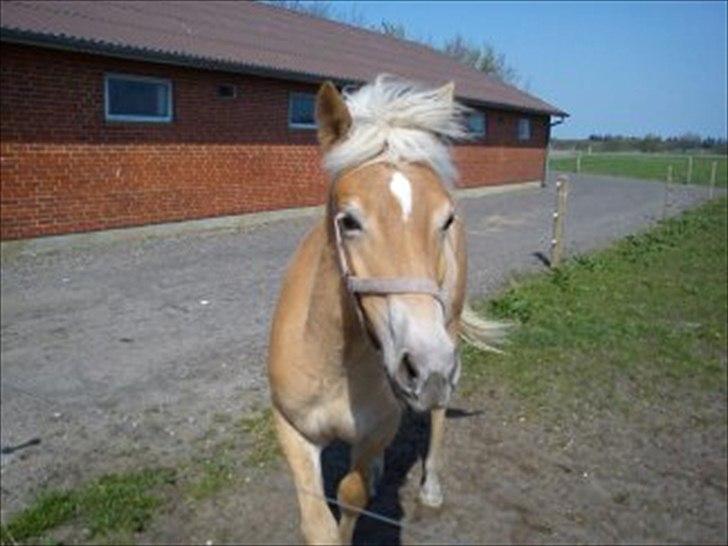 Haflinger Wild Wizard billede 3