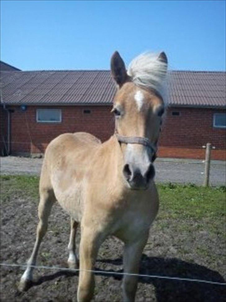 Haflinger Wild Wizard billede 5