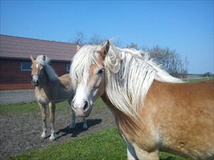 Haflinger Wild Wizard billede 6
