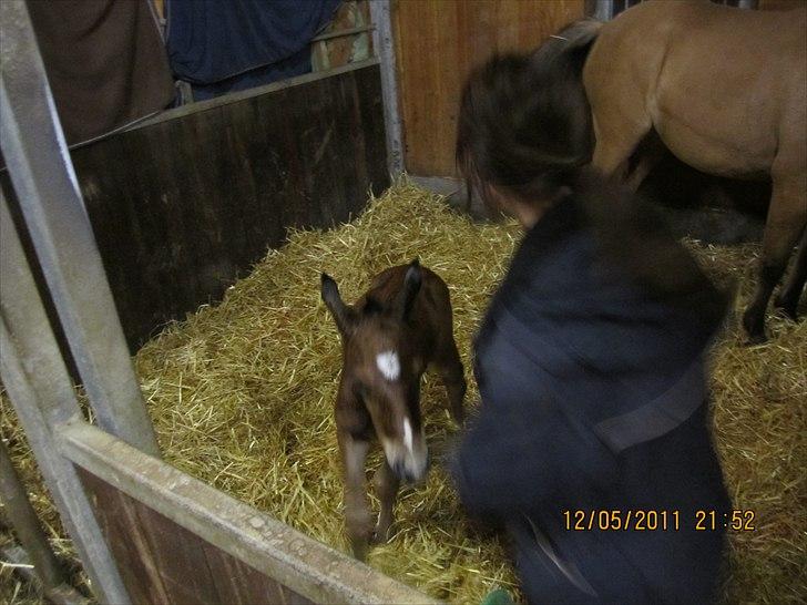 Anden særlig race Linde's Tzunami - 12.5.2011 Hvem er du? billede 7