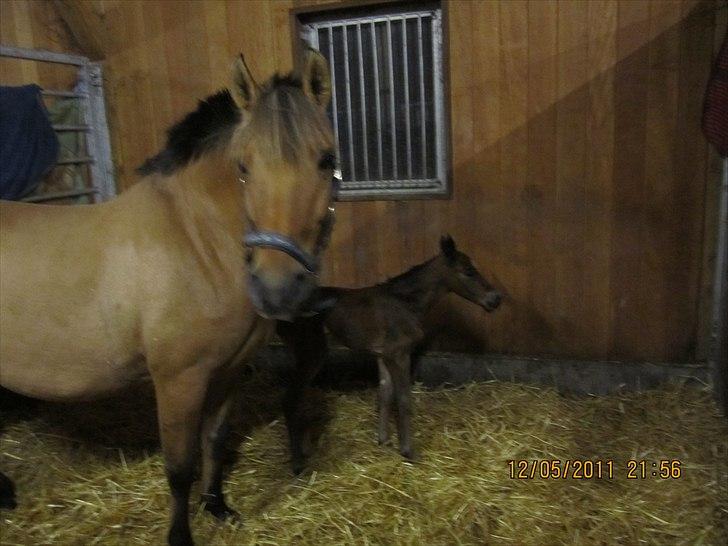 Anden særlig race Linde's Tzunami - 12.5.2011 - mig og min mor billede 8