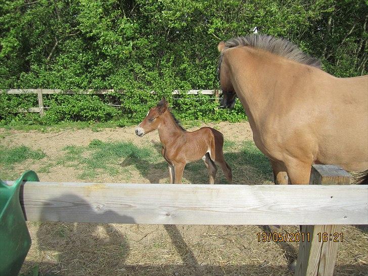 Anden særlig race Linde's Tzunami - 13.5. 2011 - ude for første gang billede 9