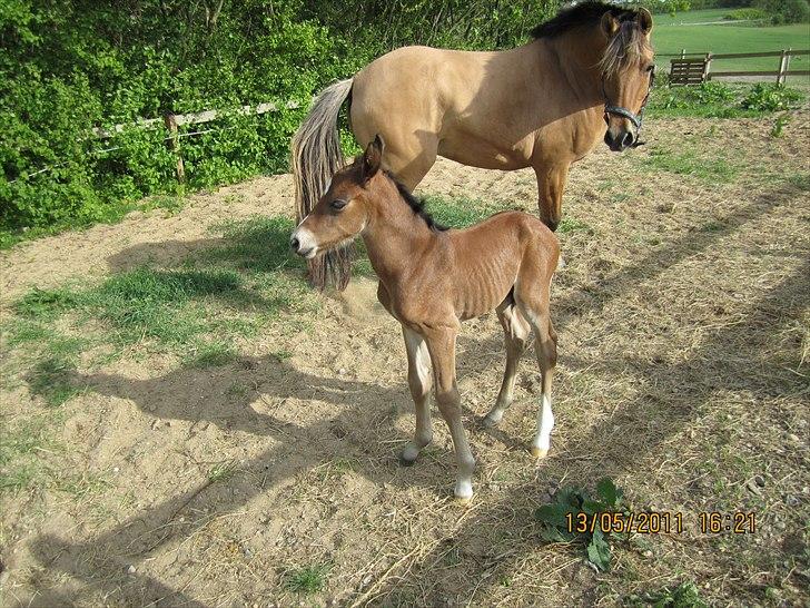 Anden særlig race Linde's Tzunami - 13.5. 2011 - ude for første gang billede 10