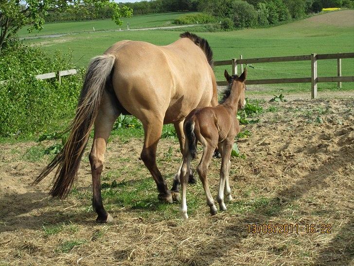 Anden særlig race Linde's Tzunami - 13.5. 2011 - ude for første gang billede 11