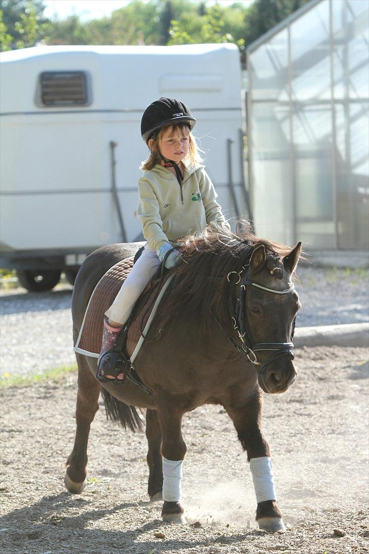 Shetlænder Prins - Photo: Simii - Emily og Prins maj 2011 billede 7