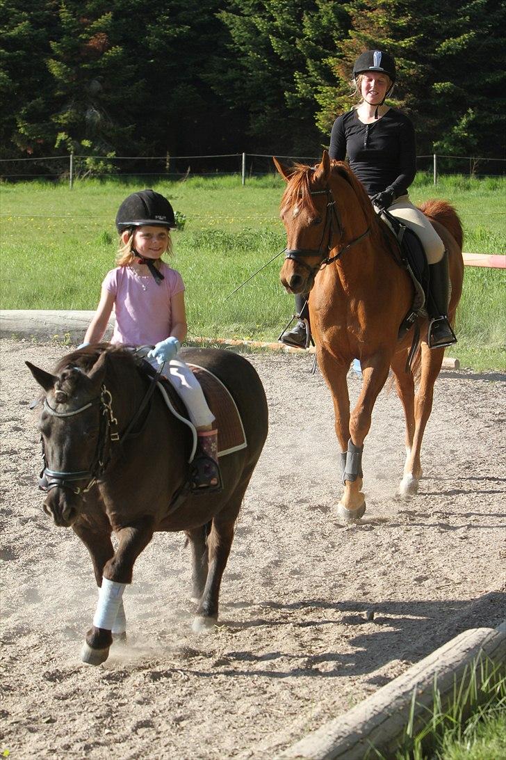 Shetlænder Prins - Photo: Simii-  Emily og Prins maj 2011 billede 8