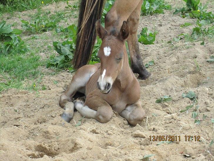 Anden særlig race Linde's Tzunami - 13.5. 2011 - Selvom man er ude kan man godt blive lidt træt. billede 12