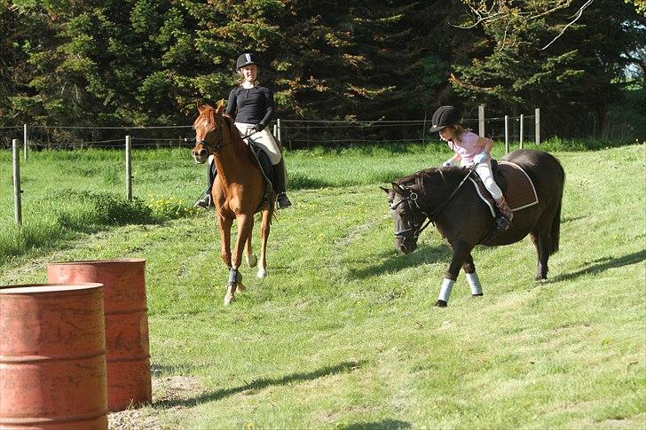 Shetlænder Prins - Photo: Simii-  Emily og Prins maj 2011 billede 9