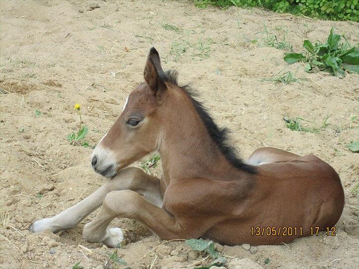 Anden særlig race Linde's Tzunami - 13.5. 2011 - Selvom man er ude kan man godt blive lidt træt. billede 13