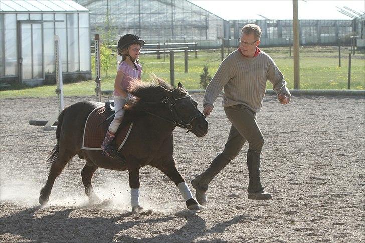 Shetlænder Prins - Photo: Simii-  Emily og Prins maj 2011 billede 10