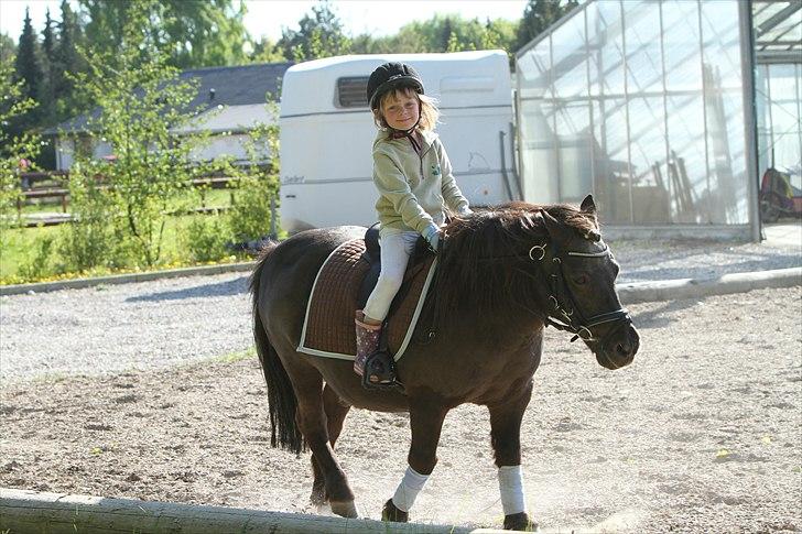Shetlænder Prins - Photo: Simii-  Emily og Prins maj 2011 billede 11