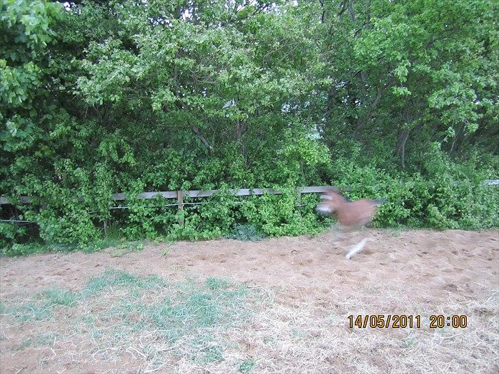 Anden særlig race Linde's Tzunami - 14.5.2011 - Kan I se mig? billede 14