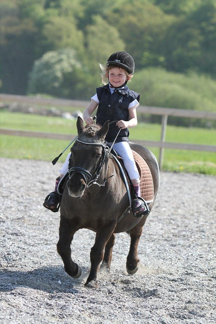 Shetlænder Prins - Photo: Simii-  Emily og Prins maj 2011 billede 12