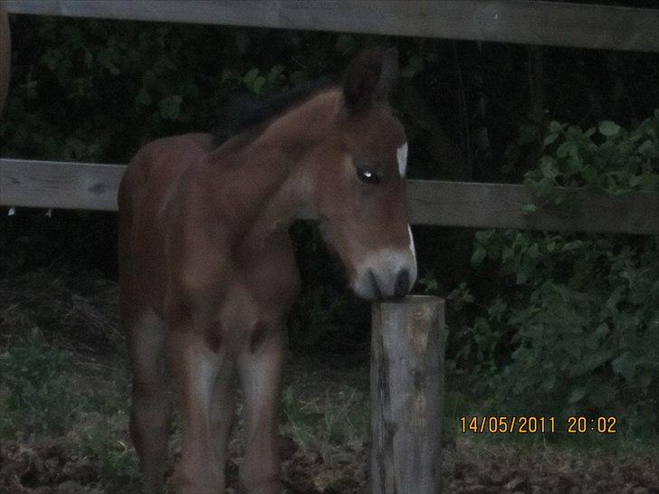 Anden særlig race Linde's Tzunami - 14.5.2011 - den smager godt. billede 15