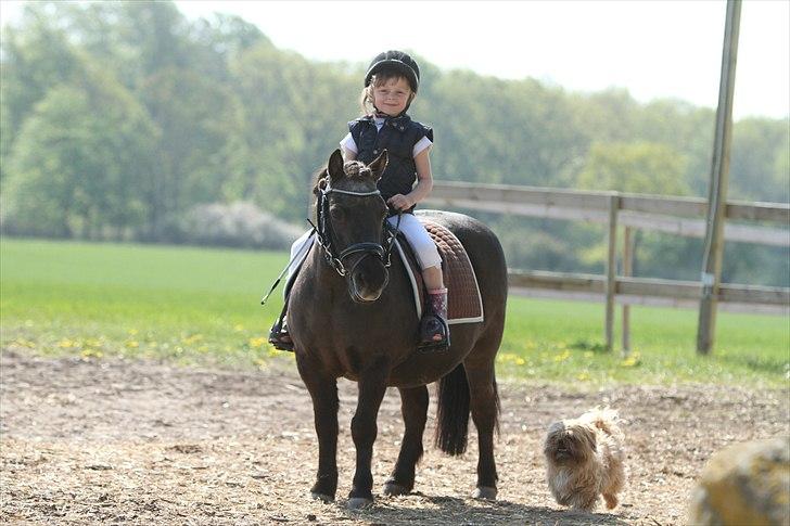 Shetlænder Prins - Photo: Simii-  Emily og Prins maj 2011 billede 13
