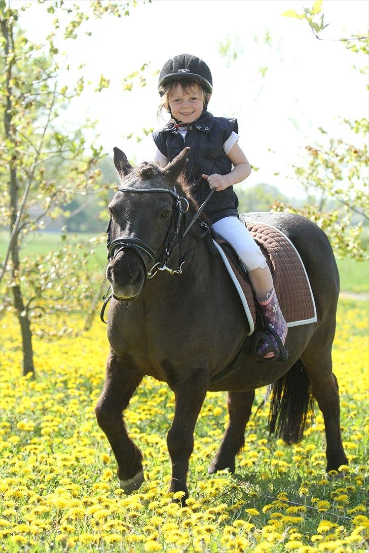 Shetlænder Prins - Photo: Simii-  Emily og Prins maj 2011 billede 14