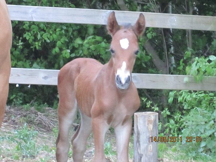 Anden særlig race Linde's Tzunami - 14.5.2011 - Se mig lige !! billede 16