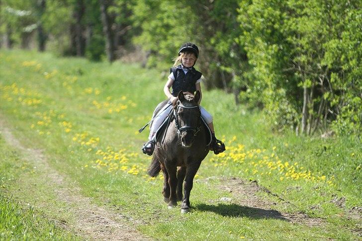 Shetlænder Prins - Photo: Simii-  Emily og Prins maj 2011 billede 15