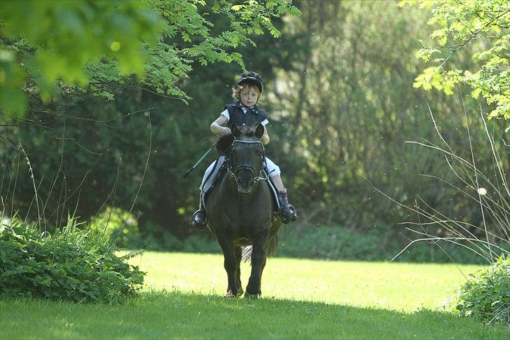 Shetlænder Prins - Photo: Simii-  Emily og Prins maj 2011 billede 16