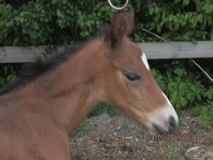 Anden særlig race Linde's Tzunami - 14.5.2011 - ude for anden gang. billede 17