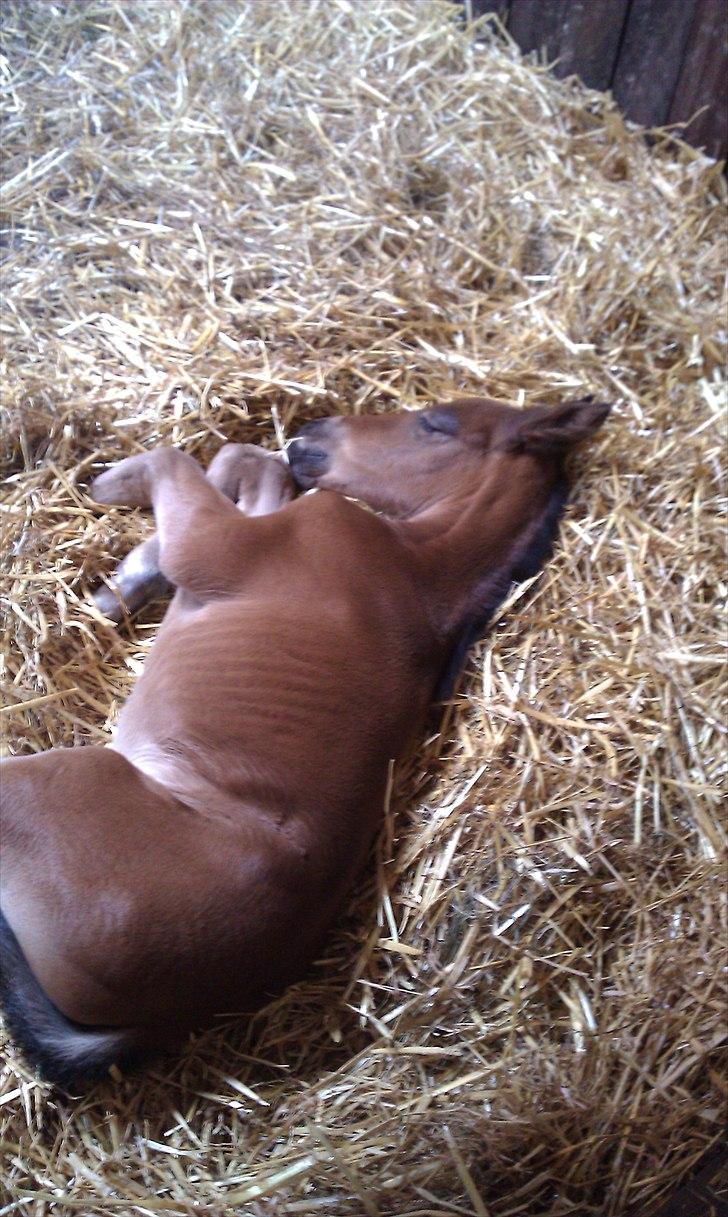 Anden særlig race Linde's Tzunami - 14.5.2011  billede 18