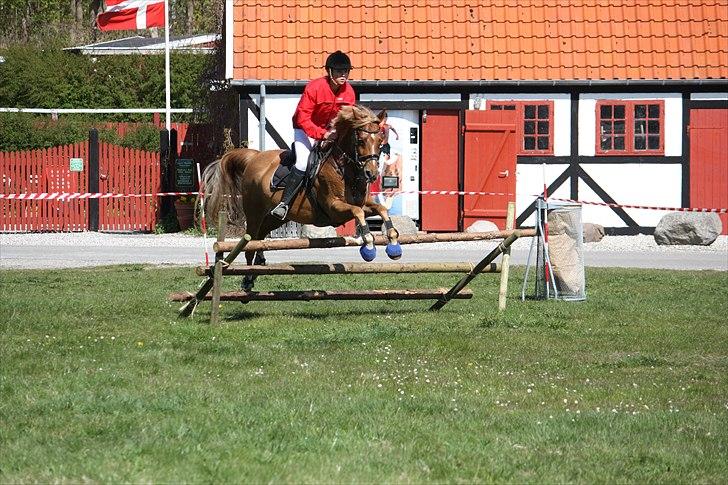 Hollandsk Sportspony Olivier billede 12